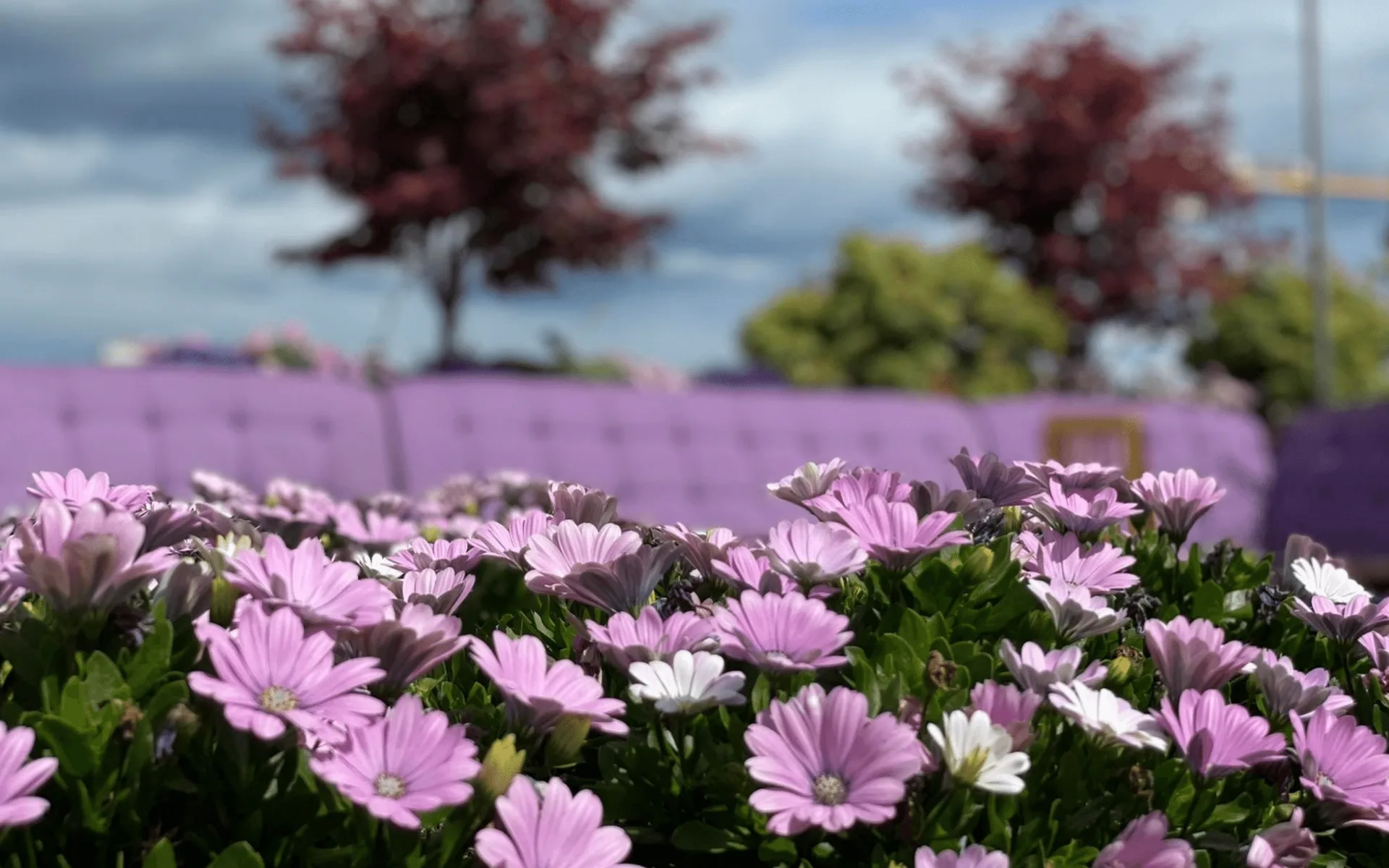 RoofGarden – bilde 15